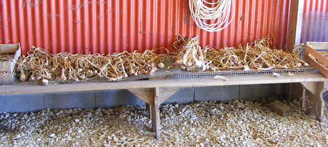 Garlic drying. Photo by Loire Valley Time Travel.