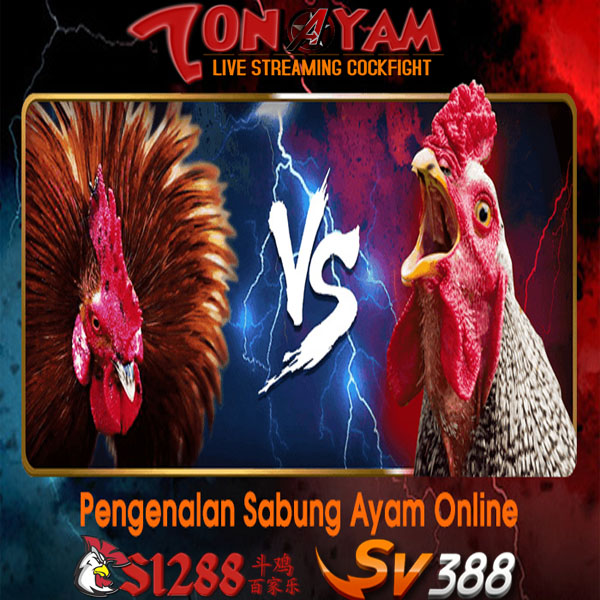 Arena Tarung Agen Adu Ayam Sv388 Sabung Ayam Jantan