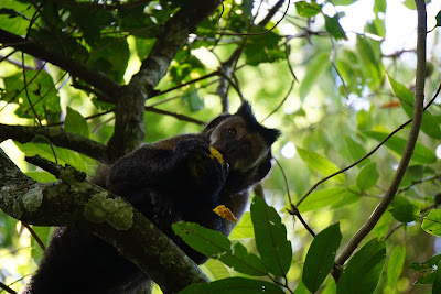 Parc de Tijuca: Un singe Capucin