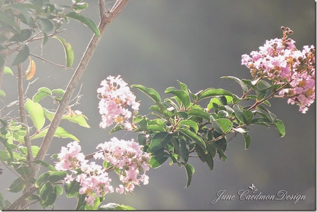 CrepeMyrtleFog2