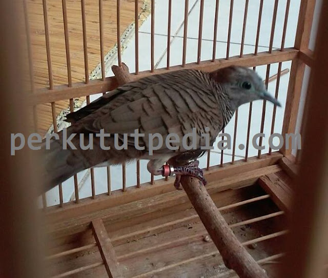 Cara Meningkatkan Birahi Burung Perkutut