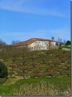 P1000175