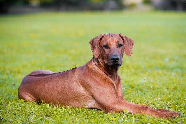 "Majestic Rhodesian Ridgeback dog with a distinct ridge on its back, epitomizing the breed's grace, loyalty, and noble presence as a guardian and family companion."