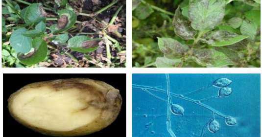 Potato diseases and their management