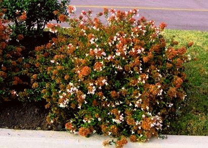 abelia propiedades