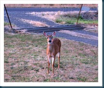 Hi Dere Deer