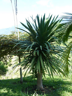 Cordyline indivisa 