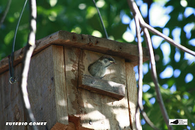Pollo Gorrion Molinero en una caja nido de isla redonda
