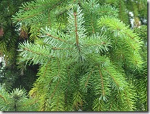 7art-00015_green-pine-tree