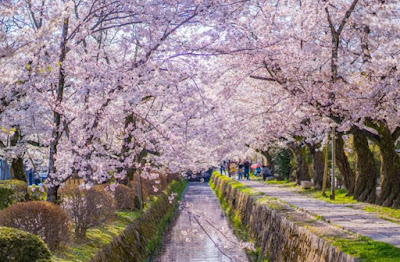 As April nears, the start of Cherry Blossom season is a delightful time to visit Japan.