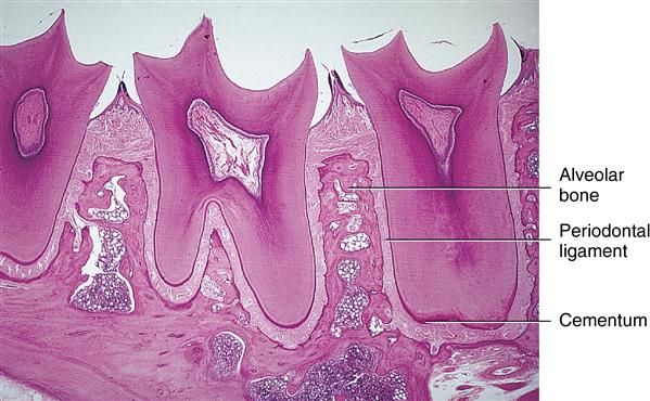 DEVELOPMENT OF CEMENTUM DEFINITION & LOCATION