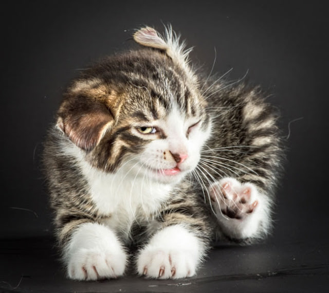 Fotos ridiculamente adoráveis mostram gatos se chocalhando 