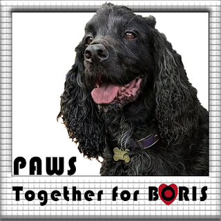 Head shot of Boris the Black Cocker Spaniel with white background and the words "Paws together for Boris" in bold black lettering, with a red heart on the O of Boris