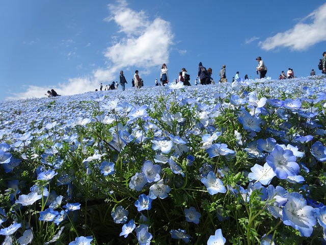 hitachi seaside park