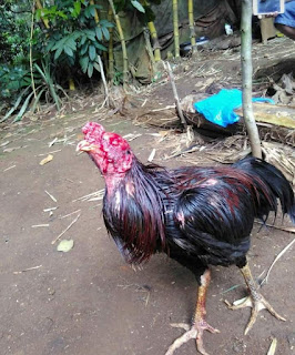  Perawatan maksimal pada ayam bangkok aduan luka parah