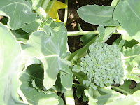 Broccoli is forming some heads