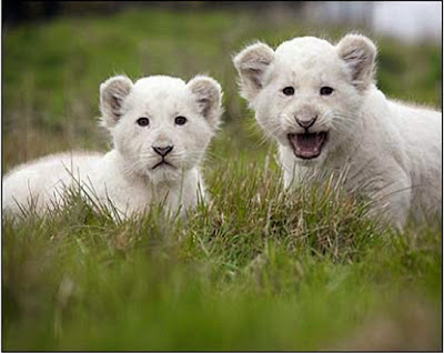 Cute White Lion Cubs