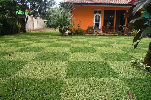 Jual Rumput Gajah Mini Varigata  Tukang Rumput  Murah Jenis 