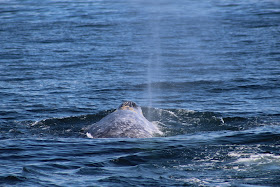 Gray Whale in Long Beach, CA