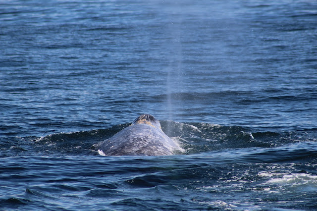 Gray Whale in Long Beach, CA