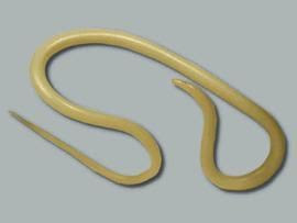 Forma adulta de Ascaris lumbricoides