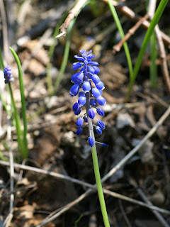 Muscaris non identifiés - Muscari sp.