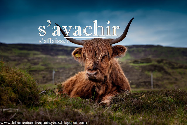 s'avachir français vache