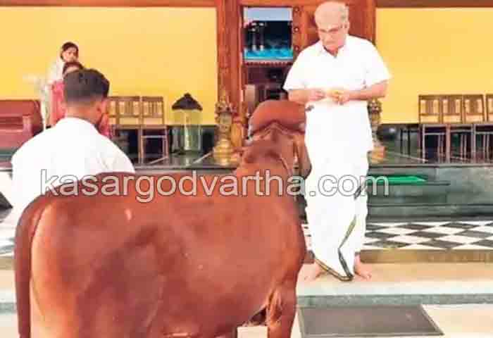 Latest-News, National, Karnataka, Top-Headlines, Mangalore, Dharmasthala, Youth walks 360 km with calf to be offered at Dharmasthala.