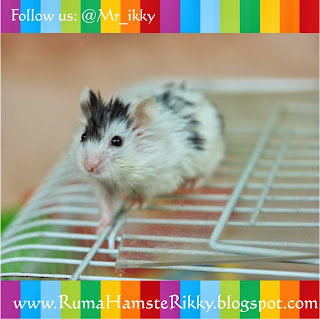 Umur Maksimal Hamster, Kapan Hamster Mati