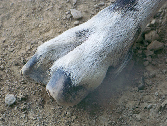 The animal's front hoof