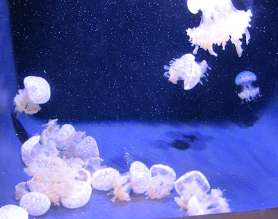 Jellyfish in a tank