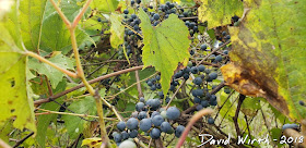 wild red wine grapes, vine, united states, michigan