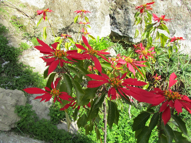 Fioritura Stella di Natale