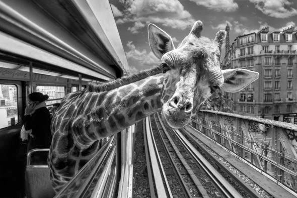 Clarisse Rebotier fotografia photoshop animais metrô francês surreal preto e branco divertido