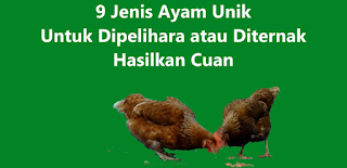 9 Jenis Ayam Unik Untuk Dipelihara atau Diternak Hasilkan Cuan