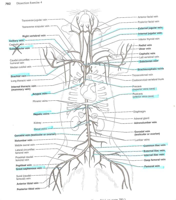 cat dissection arteries and veins diagram | Michael blog