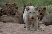 This was the first good sighting of the white lion cub, about time too.