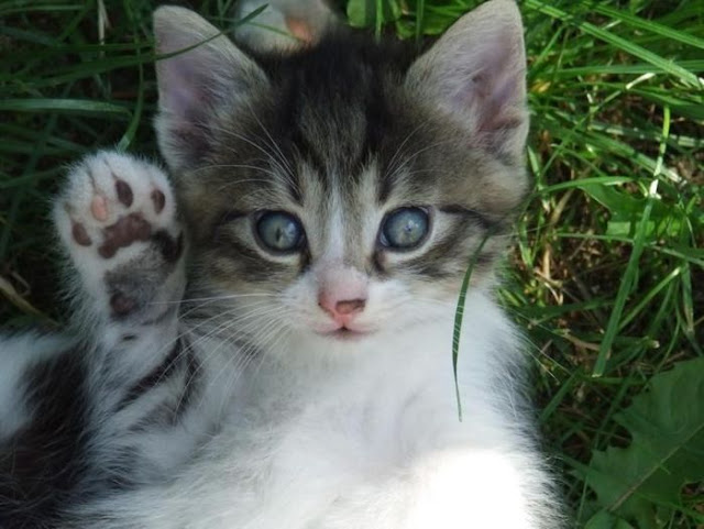 COMEL Koleksi Gambar Kucing Yang Comel Buat Anda Geram 