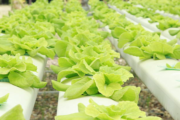 Understanding Aquaponics Farming Profitability