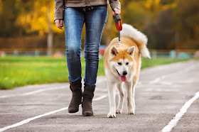 Tips for walking your dog