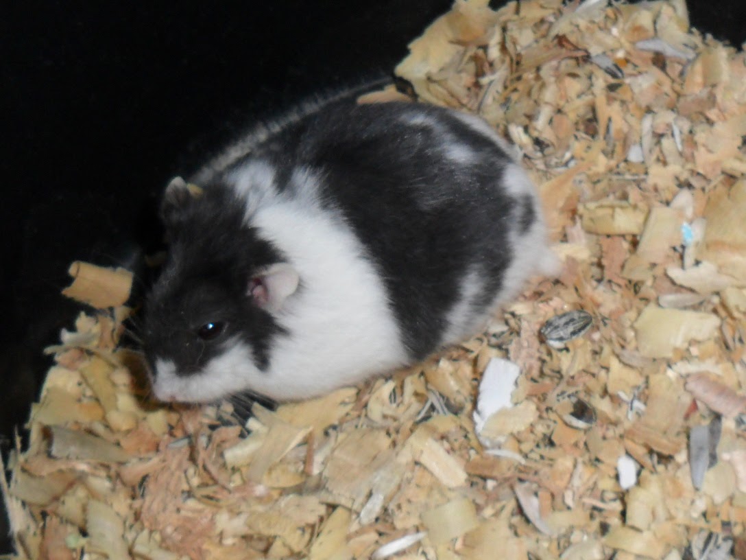 Genthonk Pet Shop Hamster Campbell Phodopus campbell