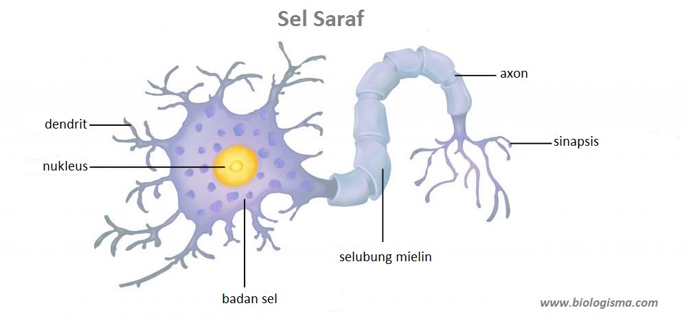  Jaringan  Saraf Dunia Biologi