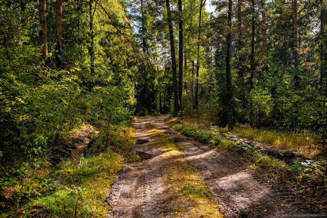 Дорога среди леса