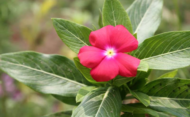 Vinca Flowers Pictures