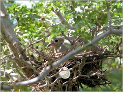 mourning dove