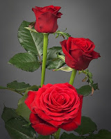 gambar bunga mawar merah red-naomi