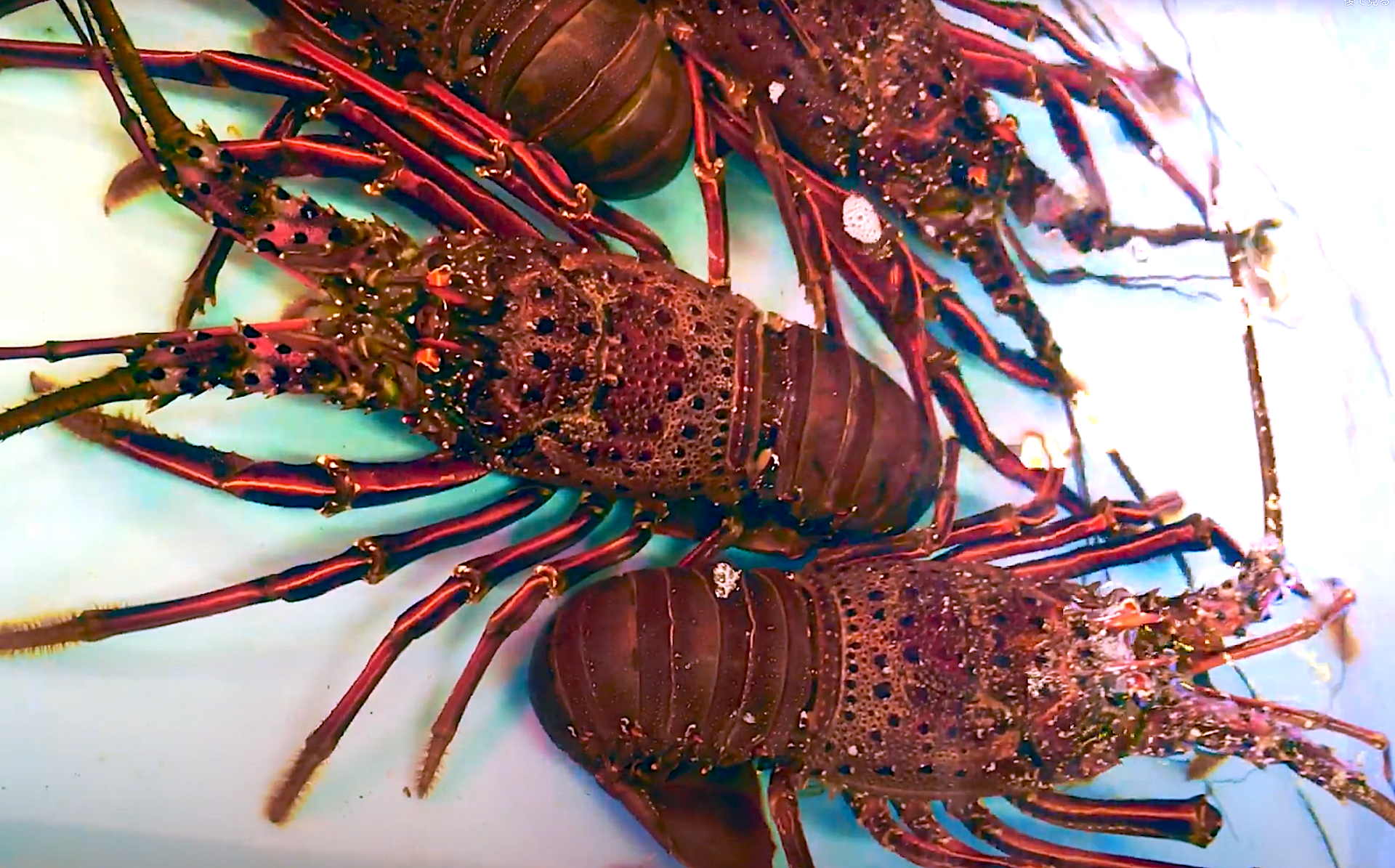 Aquarium Movies Japan Archive 生きている魚図鑑 イセエビ Japanese Spiny Lobster Panulirus Japonicus