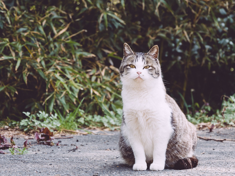8 Pulau Kucing di Jepang Yang Bikin Anda Pengen Tinggal Di Sana