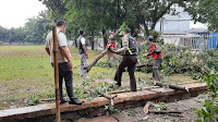 Karna Hujan dan Angin Kencang Pohon Besar Tumbang, Ini Kata Kompol Erna