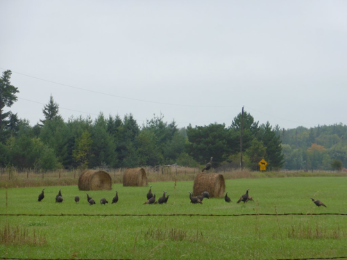 22 turkeys 